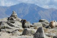 GR 20 Sud 6 jours