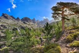 De la Scala  Calacuccia